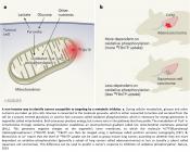 In-vivo mitochondrial membrane potential to detect cancer!