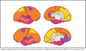 The fetal brain possesses adult-like networks 