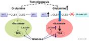 Glutamine-blocking drug slows tumor growth and strengthens anti-tumor response