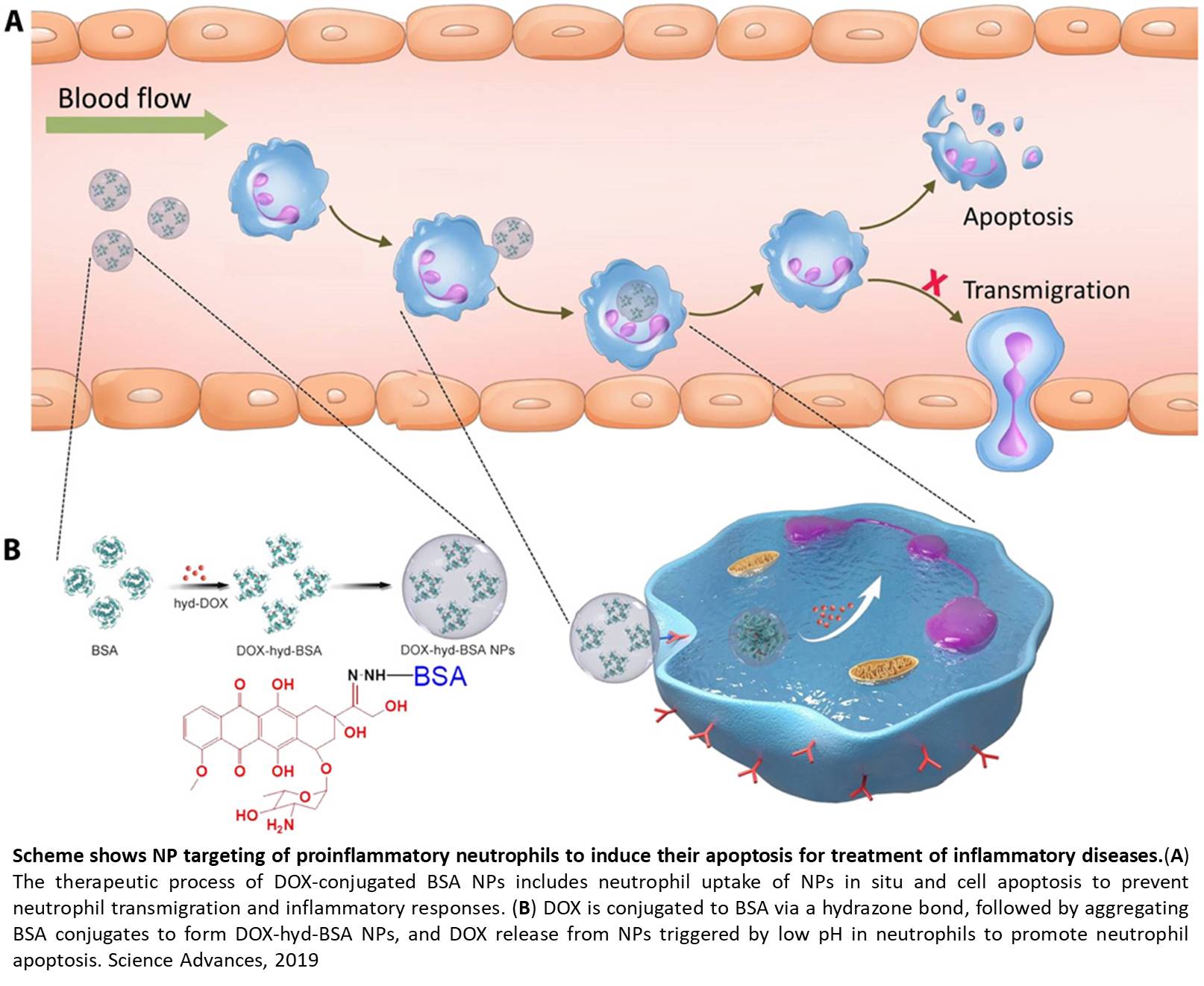 Nanoparticles targeting neutrophils to treat inflammatory diseases like sepsis and stroke
