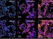 New fluorescent cell imaging technique using deep learning 