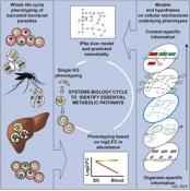 Genetic screening of malaria parasite depicts metabolic vulnerability