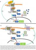 A new role for dopamine in gene transcription and cell proliferation 