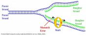 New insight into the DNA repair mechanism
