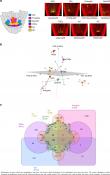 A gene co-ordinates plant root stem cell network and division