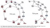 Cell&#039;s mechanism to cope with the loss of TCA cycle enzyme, succinate dehydrogenase 