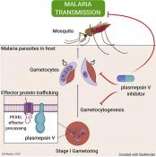 Preventing the transmission of malaria