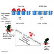 Mitochondrial master regulator implicated in muscle function and repair