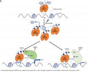 Protein interactions in kidney cancer