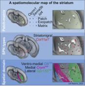 A spatiomolecular 3D map of the brain striatum