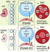 A key stem cell marker and its role in hematopoiesis