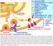 Role of calcium channels in the development of diabetes