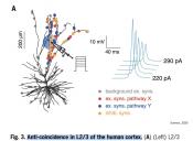 Human brain dendritic action potentials and computational capacity identified! 