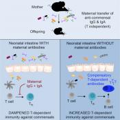 Mothers microbiome induced antibodies protect the infants against infection