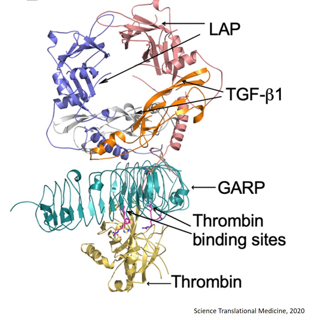 Thrombin, a blood-clotting protein implicated in cancer progression