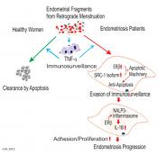 How estrogen receptor drives the pathogenesis of endometriosis