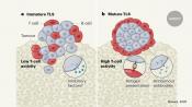 B cells and tertiary lymphoid structures (TLS) linked to effective cancer immunotherapy