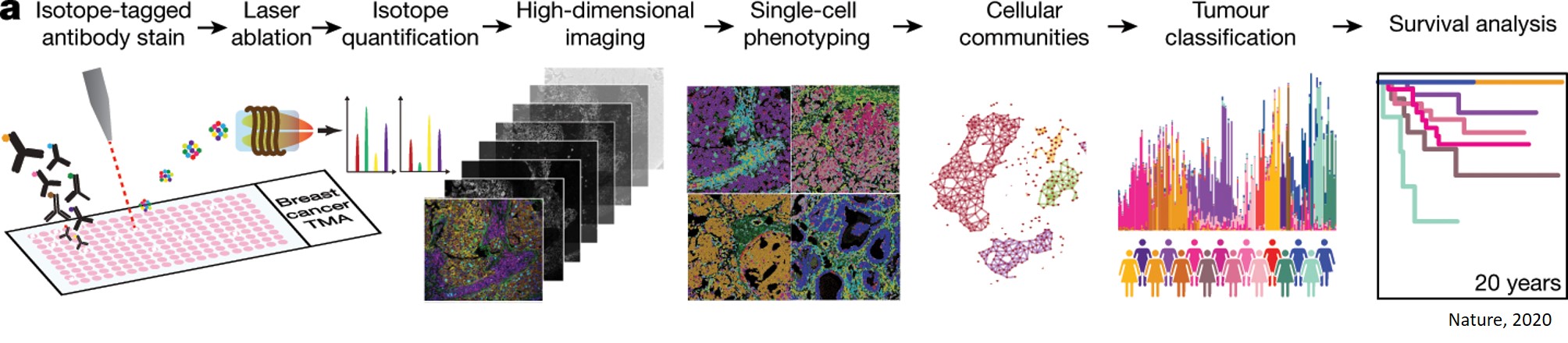 The single-cell pathology landscape of breast cancer 