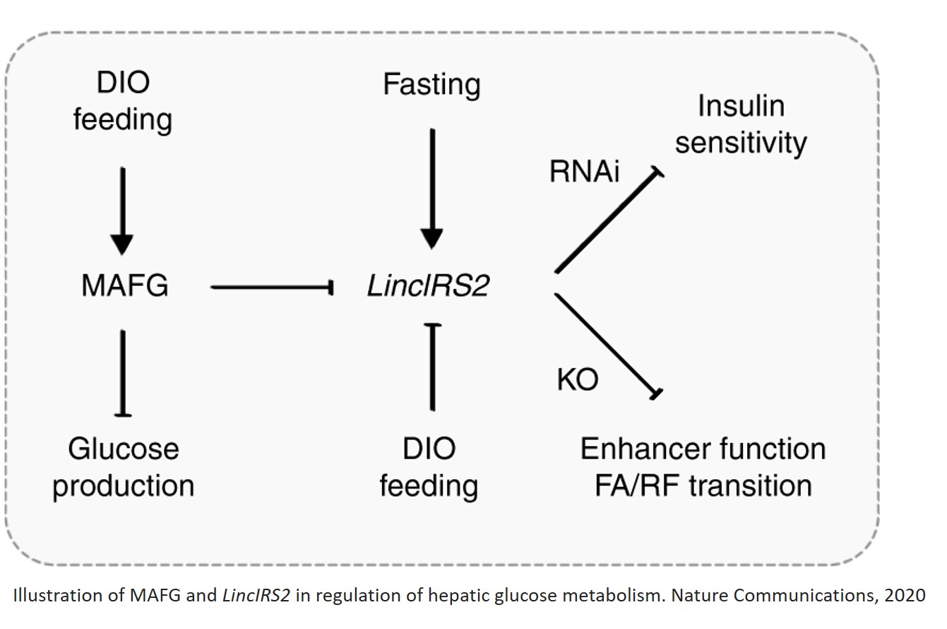 Long non-coding RNAs keep diabetes at bay