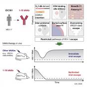 Broad and Potent Neutralizing Antibody Restricts HIV-1 Escape 