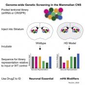 Genetic screen identifies genes that modulate Huntington disease&#039;s toxic effects