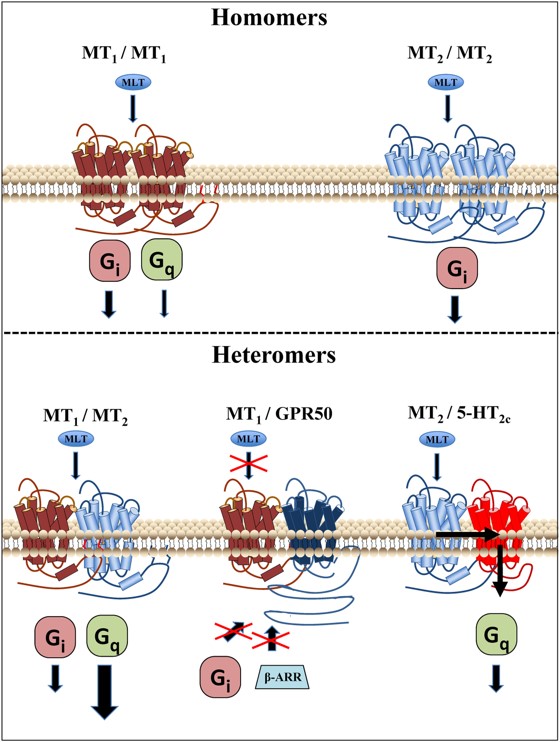 Melatonin receptor agonists that modulate circadian rhythm 