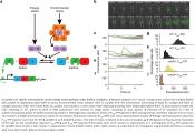 Random gene expression pulsing enables bacterial biofilm growth