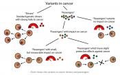 The role of &quot;passengers&quot; in cancer development 
