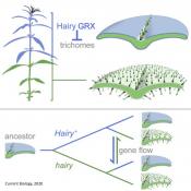 Plant baldness gene discovered!
