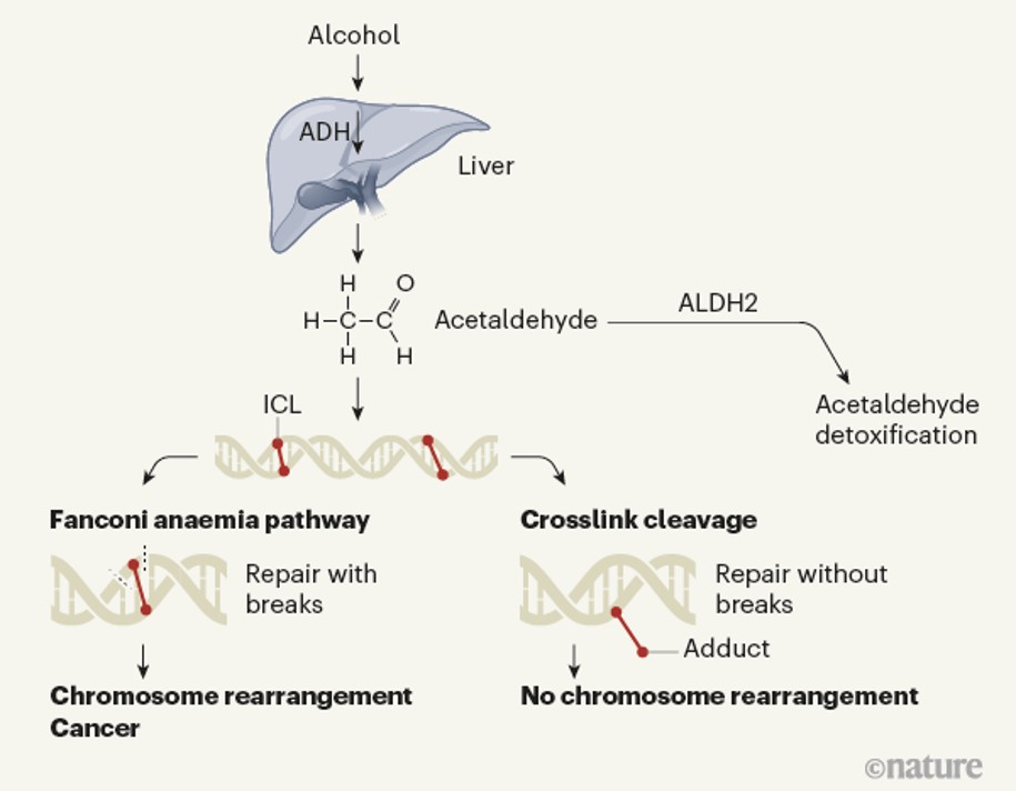 A new repair mechanism for alcohol-induced DNA damage