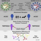 Preventing spread of SARS coronavirus-2 in humans