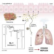 Tuberculosis bacteria trigger cough, facilitating spread