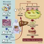 A gut-microbe metabolite linked to cardiovascular disease