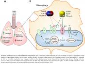 Hydrogen sulfide stimulates Mycobacterium tuberculosis respiration, growth and pathogenesis