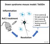 Resolving inflammation prevents memory loss in Down syndrome and Alzheimer&#039;s