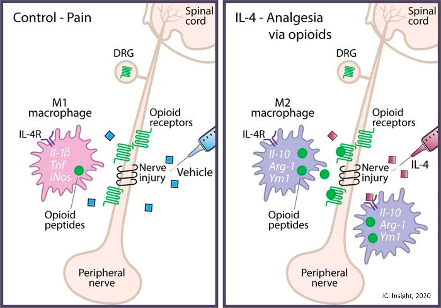 An alternative strategy for the management of inflammatory pain