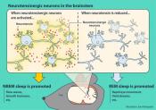 The neurotensinergic neurons in the &nbsp;brainstem regulate non-REM sleep