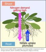 Nitrogen deprivation signal from leaves to roots