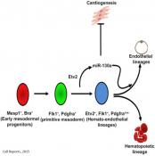 MicroRNA regulates mesodermal specification during embryogensis