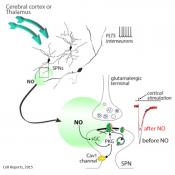 Interneuronal Nitric Oxide Signaling Mediates Post-synaptic Long-Term Depression of Striatal Glutamatergic Synapses