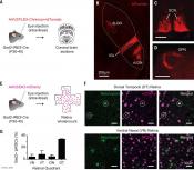 Retinal neurons release GABA to control light sensitivity and circadian rhythm