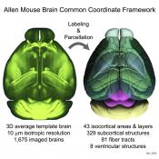 A new high-resolution, 3D map of the whole mouse brain