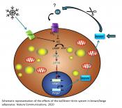 Mechanism to control excessive burning of brown fat 