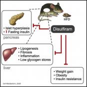 Alcohol treatment drug disulfiram helps obese mice lose weight, improve metabolic function