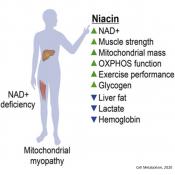 Vitamin B3 revitalizes energy metabolism in muscle disease