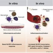 Platelets exacerbate immune response