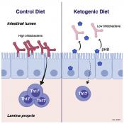 Ketogenic diets alter gut microbiome in humans, mice