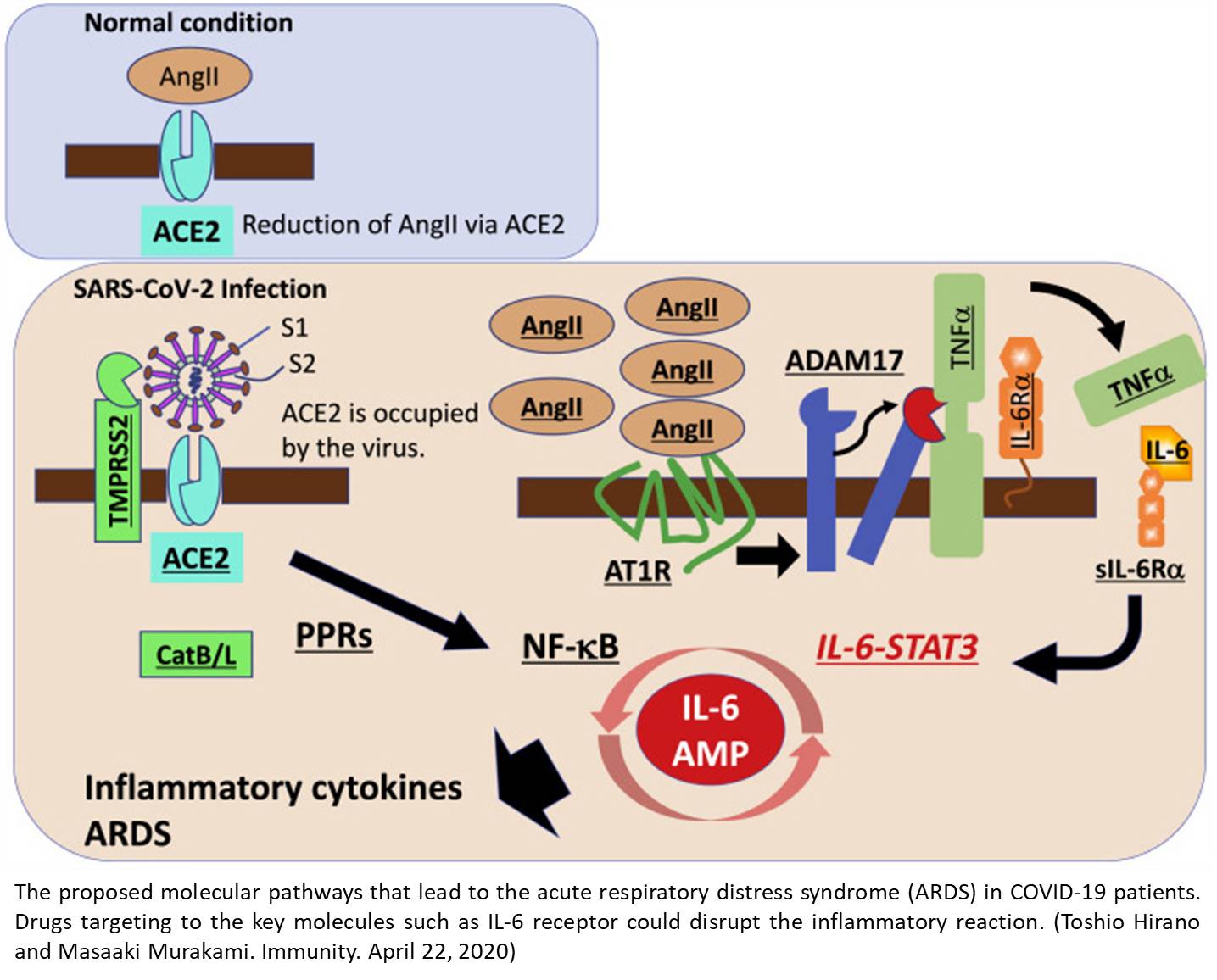 Mechanisms of cytokine storm in COVID-19 &nbsp;