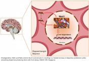 Prostaglandins offer potential for Parkinson&#039;s treatment
