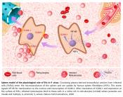 Role of extracellular vesicles in the pathology of malaria vivax